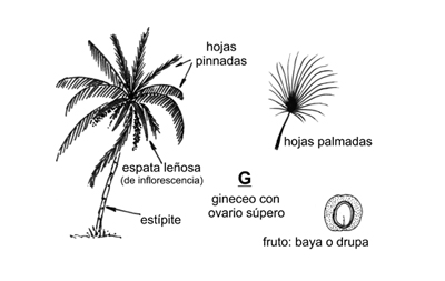 Caracteres Generales