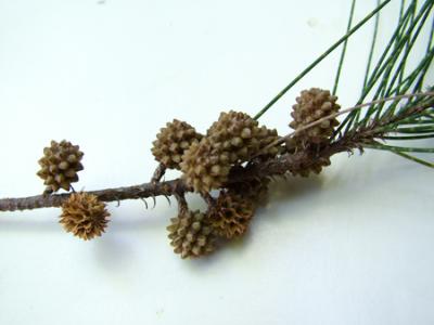Casuarina cunninghamiana (estróbilos)