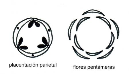 Caracteres generales