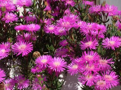 Mesembryanthemum roseum