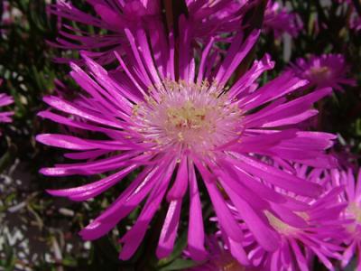 Mesembryanthemum roseum