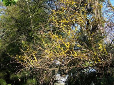 Acacia caven (espinillo)