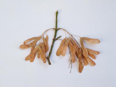 Acer negundo (arce-frutos)