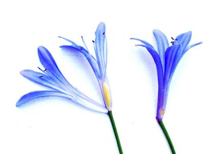 Agapanthus africanus (agapanto)