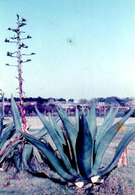 Agave americana (pita)