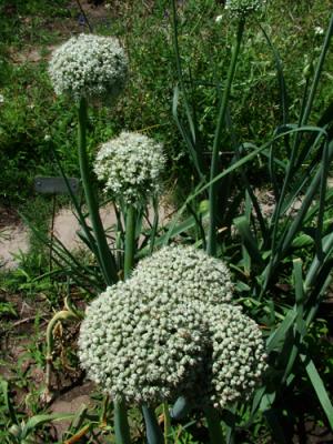 Allium cepa (cebolla)