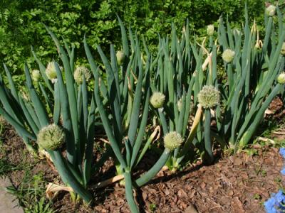 Allium fistulosum (cebolla de verdeo, cebolleta)
