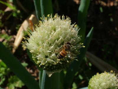 Allium fistulosum (cebolla de verdeo, cebolleta)