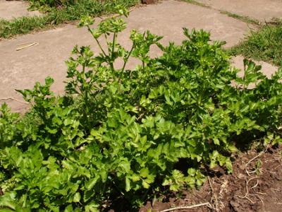 Apium graveolens (apio)