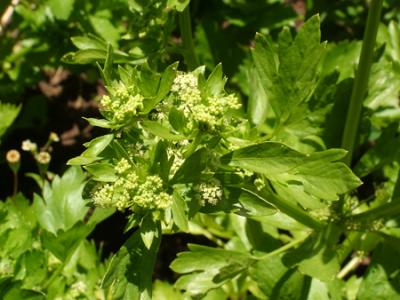 Apium graveolens (apio)