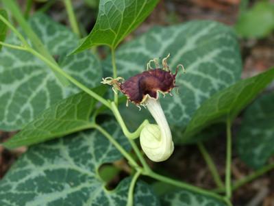 Aristolochia fimbriata (patito)