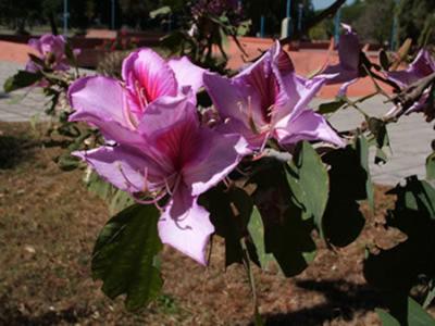 Bauhinia sp.