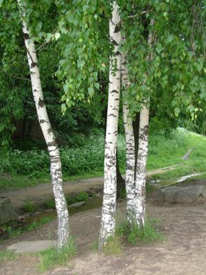 Betula pendula (abedul común)
