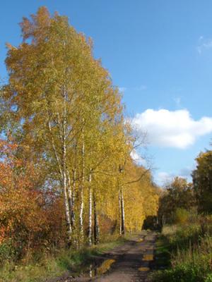 Betula pendula (abedul común)