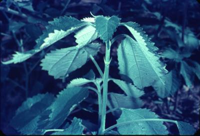 Boehmeria nivea (ramio)