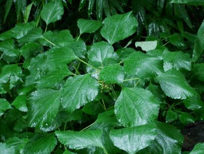 Boehmeria nivea (ramio)