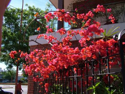 Bougainvillea spectabilis (Santa Rita)