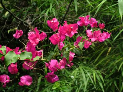 Bougainvillea spectabilis (Santa Rita)