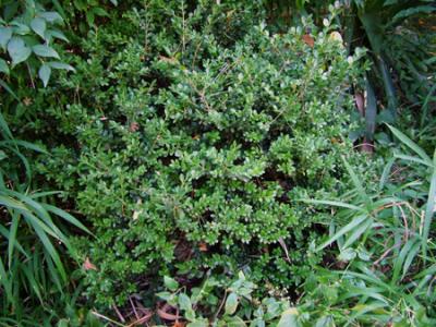 Buxus sempervirens (boj)
