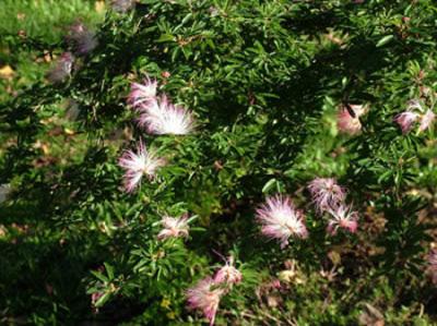 Calliandra parvifolia (flor de seda, plumerillo)
