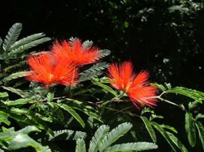 Calliandra tweedii (borla de obispo, plumerillo rojo)