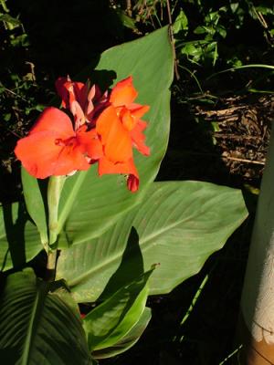 Canna orchioides (achira)