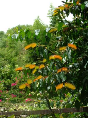 Combretum fruticosum