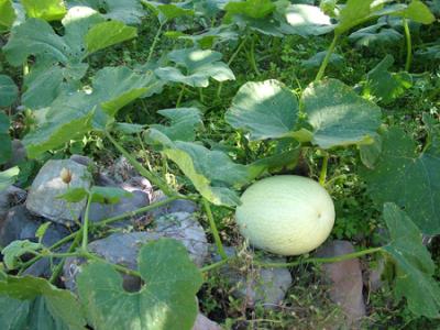 Cucurbita ficifolia (alcayota, cidra, cabello de angel)