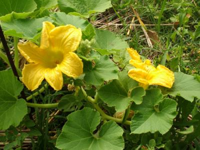 Cucurbita moschata (calabaza)