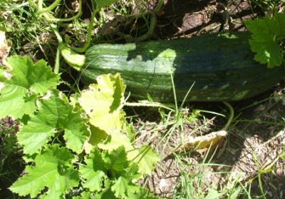 Cucurbita pepo (zapallo de Angola)