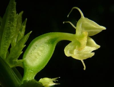 Cyclanthera pedata (flor pistilada)