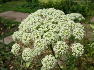 Daucus carota ssp. sativa (zanahoria)