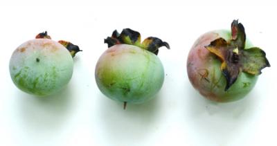 Diospyros virginiana (caqui silvestre)