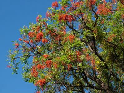 Erythrina falcata (seibo de Jujuy)