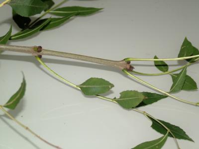 Fraxinus americana (fresno americano)