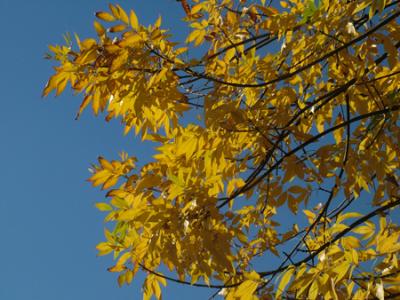 Fraxinus americana (fresno americano)5