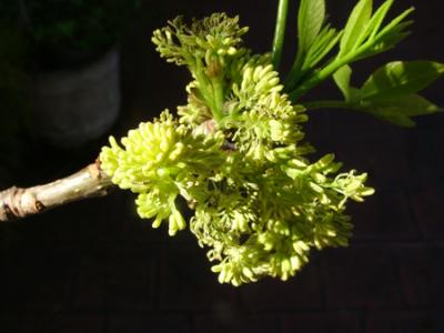 Fraxinus americana (fresno americano) flores estaminadas