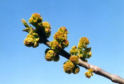 Fraxinus excelsior (fresno europeo)