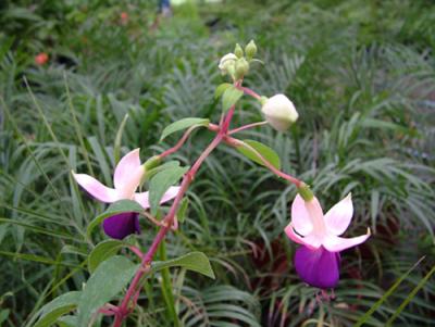 Fuchsia hybrida (aljaba)