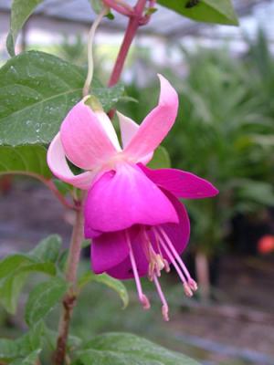 Fuchsia hybrida (aljaba)