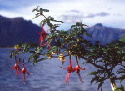 Fuchsia magellanica (aljaba, chilco)