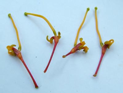 Grevillea robusta (roble sedoso) flores