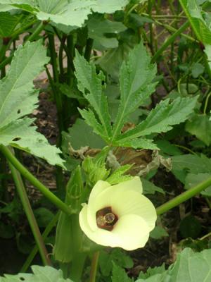Hibiscus esculentus (chauvha turca, gombo)