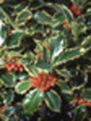 Ilex aquifolium (acebo)