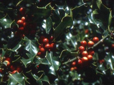 Ilex aquifolium (acebo)