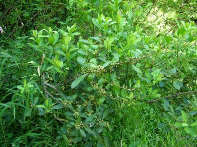 Ilex paraguariensis (yerba mate)
