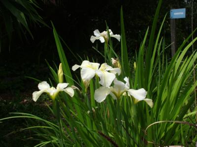 Iris ensata (lirio japonés)