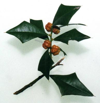 Jodina rhombifolia (sombra de toro, peje) frutos