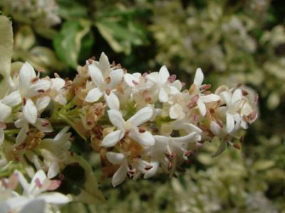Ligustrum lucidum forma aureomarginata