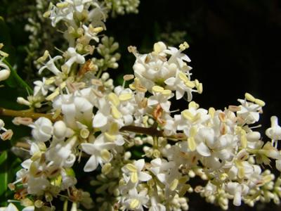 Ligustrum lucidum (ligustro)